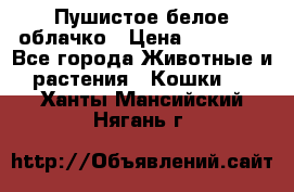 Пушистое белое облачко › Цена ­ 25 000 - Все города Животные и растения » Кошки   . Ханты-Мансийский,Нягань г.